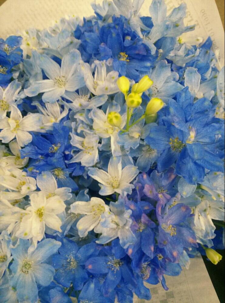 デルフィニウムの投稿画像 By みさきんさん 小さな花束と青い花と植中毒と今日のお花と デルフィニウムとナツ ナツ ナツと花束 17月6月5日 Greensnap グリーンスナップ