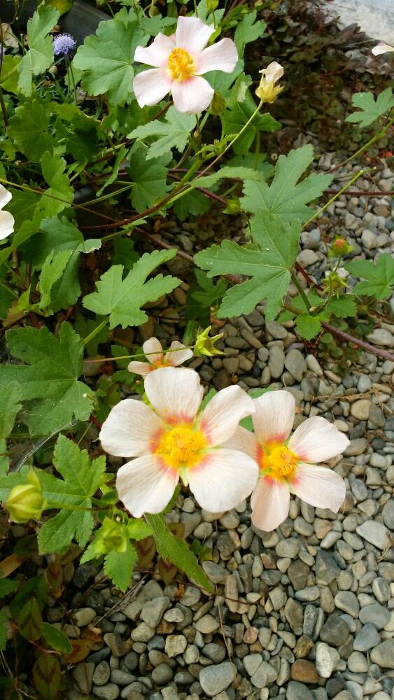 マルバストラムの投稿画像 By 秋ののげしさん 淡いピンク色と花の大きさ5 6センチと宿根とまきつかない蔓性と淡いオレンジ色と可愛い 17月6月 5日 Greensnap グリーンスナップ