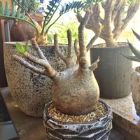 パキポディウム グラキリス,多肉植物,塊根植物,コーデックス,今日の一枚の画像