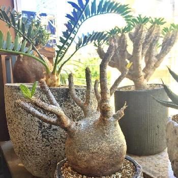 パキポディウム イノピナツム,多肉植物,塊根植物,実生,塊根の画像