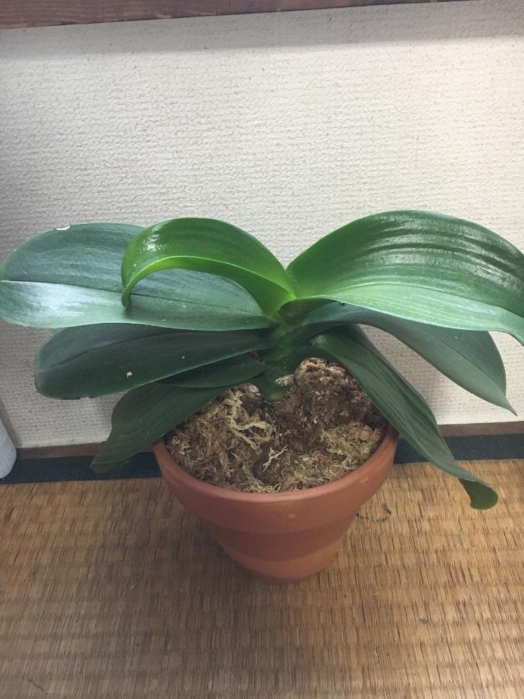 胡蝶蘭の投稿画像 By 桜秀華さん 咲かないと植中毒と洋蘭 17月6月5日 Greensnap グリーンスナップ