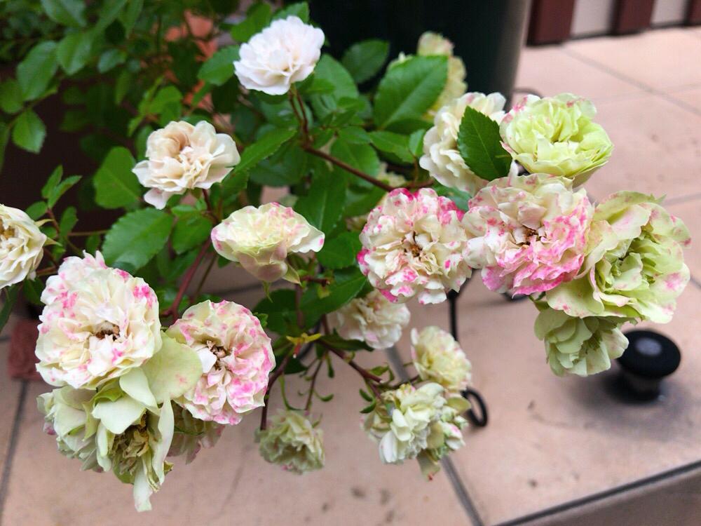 ミニバラの投稿画像 By Miさん ミニバラ グリーンアイスとグリーンアイスとうっすらピンクと白い花とグリーンの花と絞りのバラ 17月6月5日 Greensnap グリーンスナップ