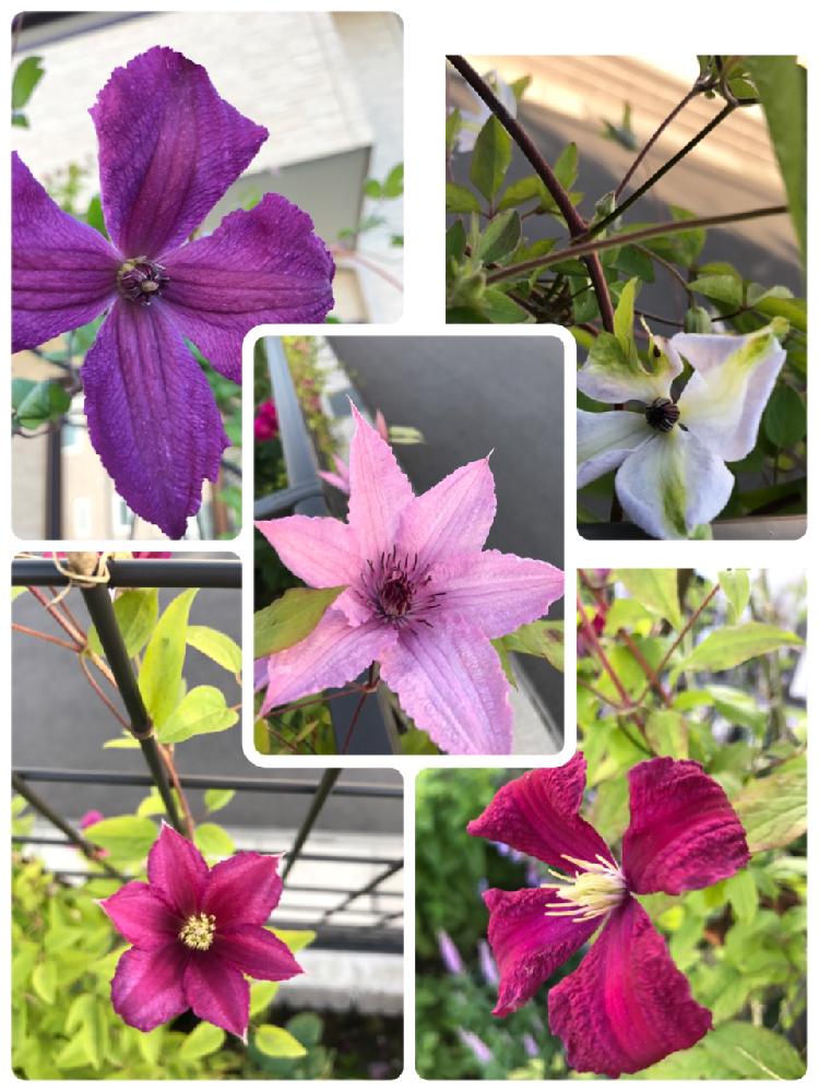 ピンクの花の投稿画像 By スノーベルさん つる性植物と今日のお花と赤紫と白い花 17月6月5日 Greensnap グリーンスナップ