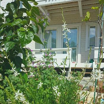 ガウラ イノセントフェアリーの画像 by ougさん | 小さな庭とキャットミントとガウラとネペタ ウォーカーズローとキャットミント ウォーカーズローとナチュラルガーデンと手作り花壇とミニ花壇とDIYとガウラ イノセントフェアリー