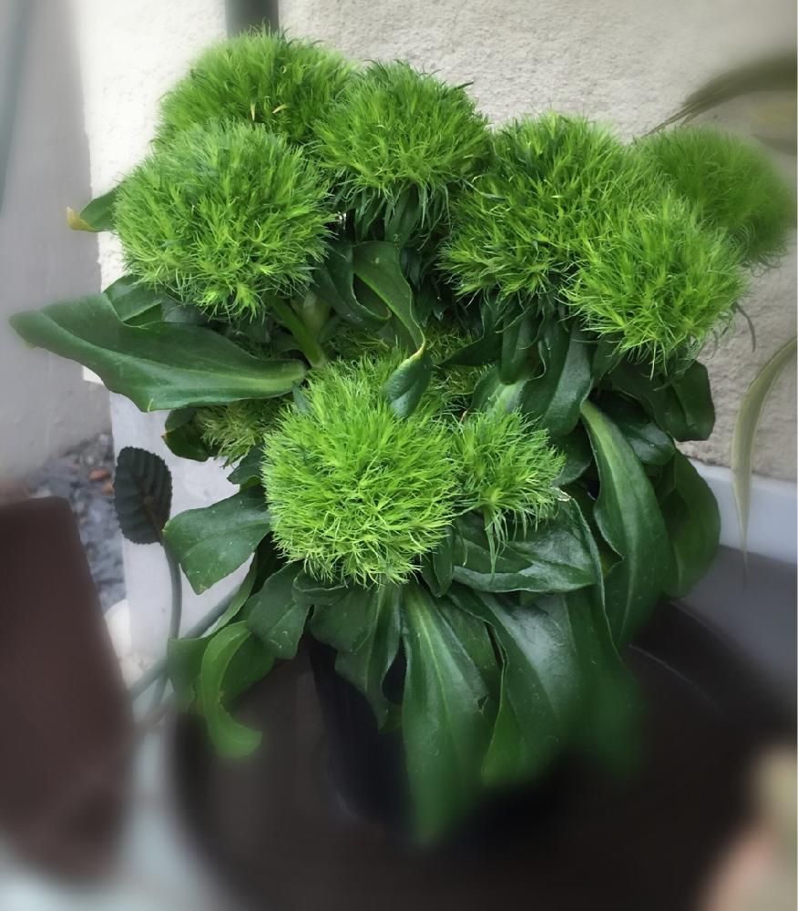 テマリソウの投稿画像 By 虹の玉さん アプローチと今日のお花と咲いてますよ とガーデニングと花のある暮らしとかわいいな とナデシコ科と愛犬看護中と緑の 花と今日のお花と咲いてますよ とガーデニングと花のある暮らしとかわいいな とナデシコ科と愛犬看護中と緑の テマリソウの投稿画像 By 虹の玉さん アプローチと今日のお花と咲いてますよ とガーデニングと花のある暮らしとかわいいな とナデシコ科と愛犬看護中と緑の 花と今日のお花と咲いてますよ とガーデニングと花のある暮らしとかわいいな とナデシコ科と愛犬看護中と緑の