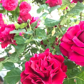 どうぞこのままの画像 by モナミさん | 広い庭と満開♪と最高の季節と薔薇に夢中とどうぞこのままと今日のお花と赤いバラ