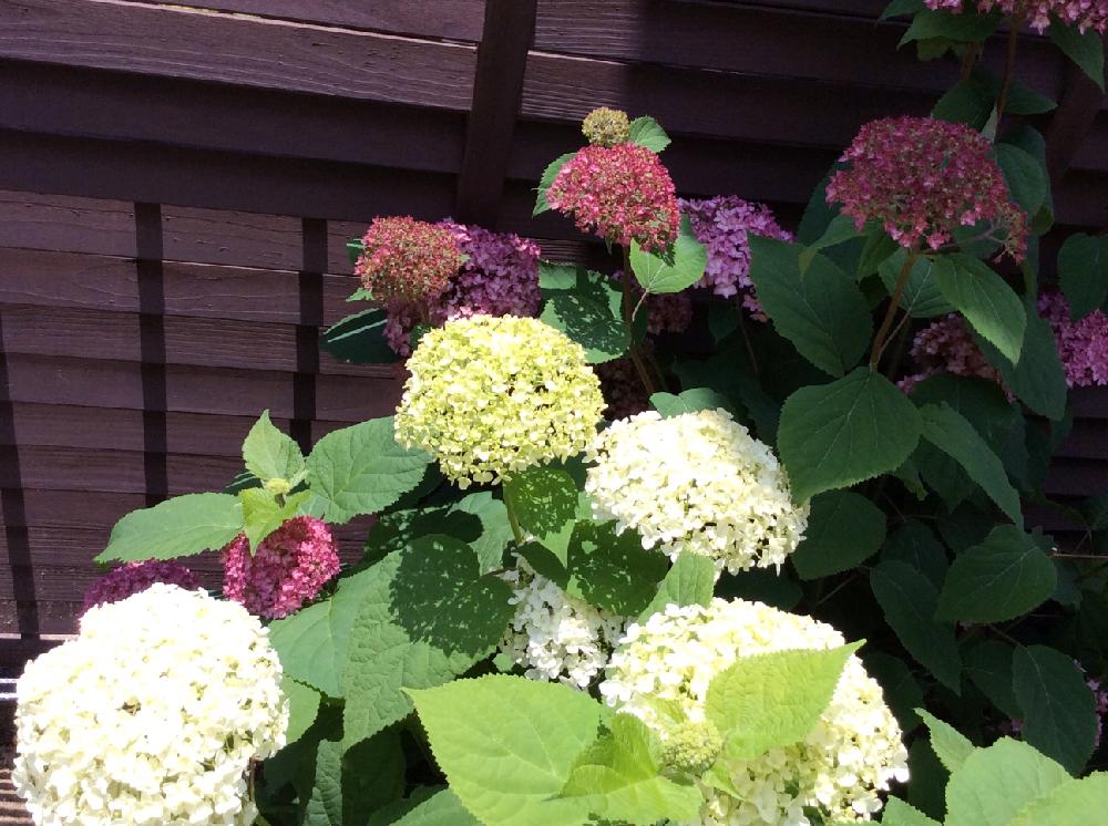 アジサイの投稿画像 By まっさんさん ピンクアナベルとアナベルと今日のお花と地植えと小さな花壇とあじさいコンテスト 17月6月6日 Greensnap グリーンスナップ