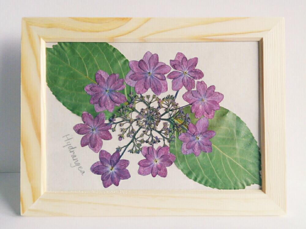 アジサイの投稿画像 By Pieni Sayaさん プレゼントといただきものとご近所さんちのお花とお花と押し花 17月6月6日 Greensnap グリーンスナップ