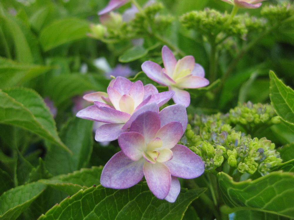 ブログ更新の投稿画像 By 芝桜直売所さん 今日のお花と紫陽花 アジサイ あじさい 17月6月6日 Greensnap グリーンスナップ