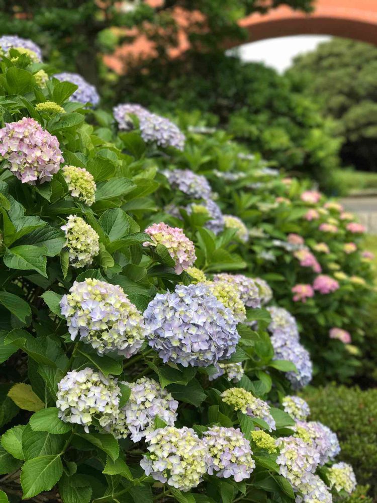 marikaさんの港の見える丘公園への投稿