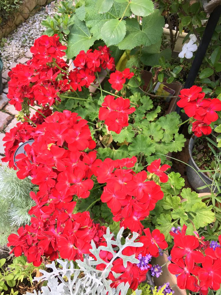 小さな庭の投稿画像 By マーミンさん 赤い花と鉢植えのお花と植中毒と我が家の庭と赤い花と鉢植えのお花と植中毒と我が家の庭 17月6月6日 Greensnap グリーンスナップ Greensnap グリーンスナップ