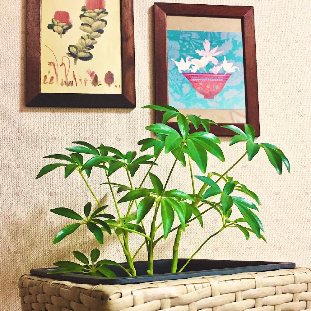 シェフレラコンパクタの投稿画像 By Timさん 素人です 17月6月7日 Greensnap グリーンスナップ