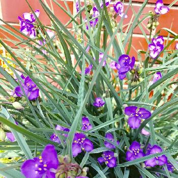 綺麗な紫♡の画像 by Gumi★さん | 玄関とムラサキツユクサと綺麗な紫♡と家の前に咲いてますと家の前