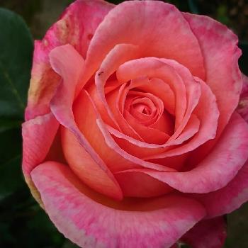 アルブレヒト・デューラーローズの画像 by ❄ゆき❄さん | 小さな庭とアルブレヒト・デューラーローズとばら バラ 薔薇