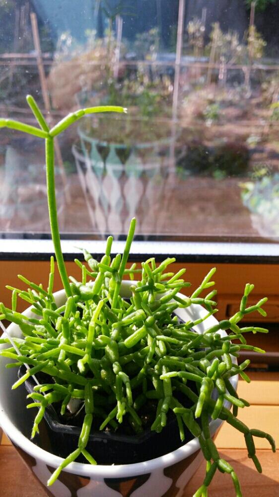 観葉植物 リプサリス ケレウスクラ Xilothermiki Gr 観葉植物 リプサリス ケレウスクラ Xilothermiki Gr