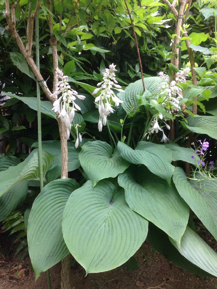 オオバギボウシの投稿画像 By まんまドーラさん シェードガーデンと植中毒と大きな葉っぱとガーデニングと葉も美しいと白い花と葉っぱフェチ 17月6月7日 Greensnap グリーンスナップ