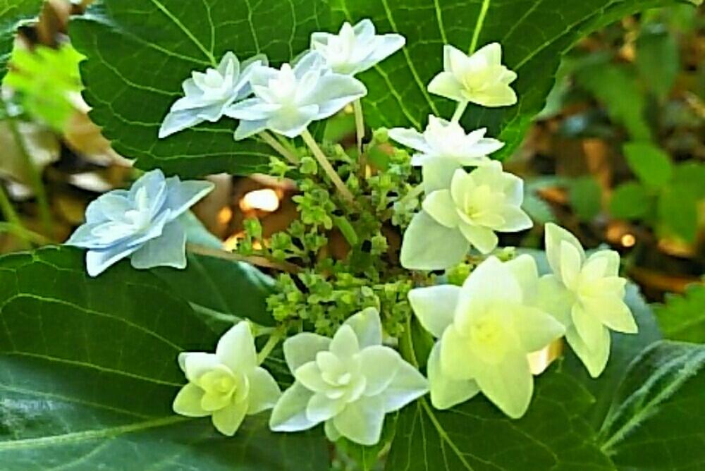 小さな庭の投稿画像 By Chocomint さん 星花火と紫陽花 アジサイ あじさいとナチュラルガーデンと花のある暮らしと星花火と紫陽花 アジサイ あじさいとナチュラルガーデンと花のある暮らし 17月6月7日 Greensnap グリーンスナップ Greensnap グリーン