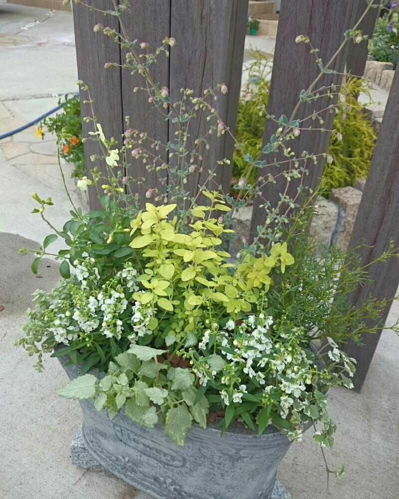 チェリーセージ 9 0cmポット 40本セット 送料無料 チェリーセージ 9 0cmポット 40本セット 送料無料