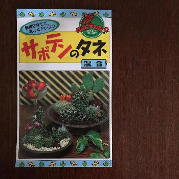 サボテンの種の画像 by ささまきさん | 部屋とサボテンの種とサボテンのタネ混合
