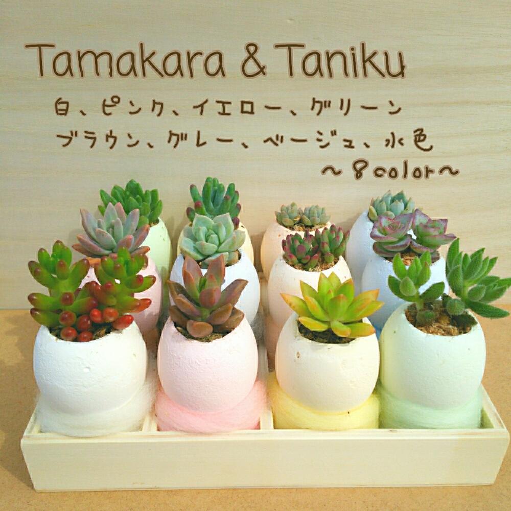 多肉植物の投稿画像 By すうさん ハンドメイド 鉢と観葉植物とハンドメイド作品とベランダガーデニングとガーデニング雑貨と多肉女子とタマからちゃんと ハンドメイドとタマカラとガーデニングとガーデニングポットとハンドメイドコンクリ鉢と植木鉢とハンドメイド雑貨と