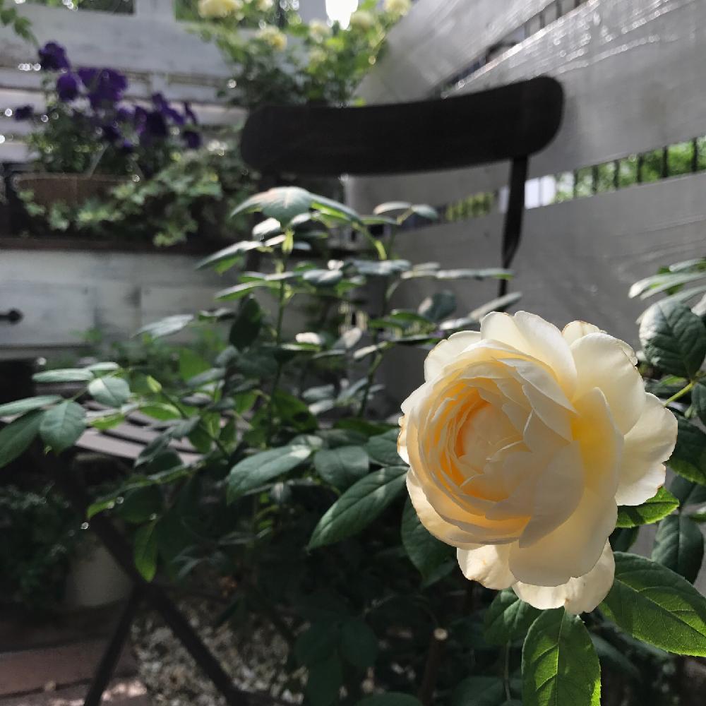 バラ クレアオースチンの投稿画像 By Sakuさん 小さな庭とガーデンフェンスと花が咲いたとガーデンラックとウッドフェンスと バラ コンテストとdiyと薔薇 と小さなローズガーデンとガーデンフェンスと花が咲いたとガーデンラックとウッドフェンスと バラ コンテスト