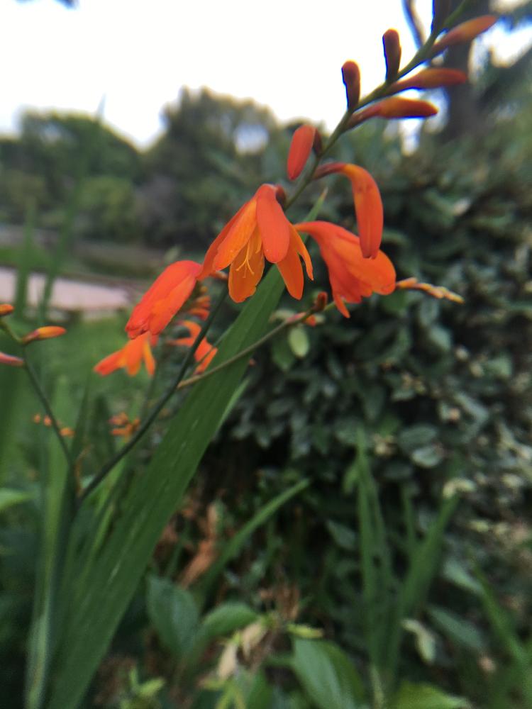 ヒメヒオウギズイセンの投稿画像 By オキザックさん アヤメ科とオレンジ色の花 17月6月7日 Greensnap グリーンスナップ