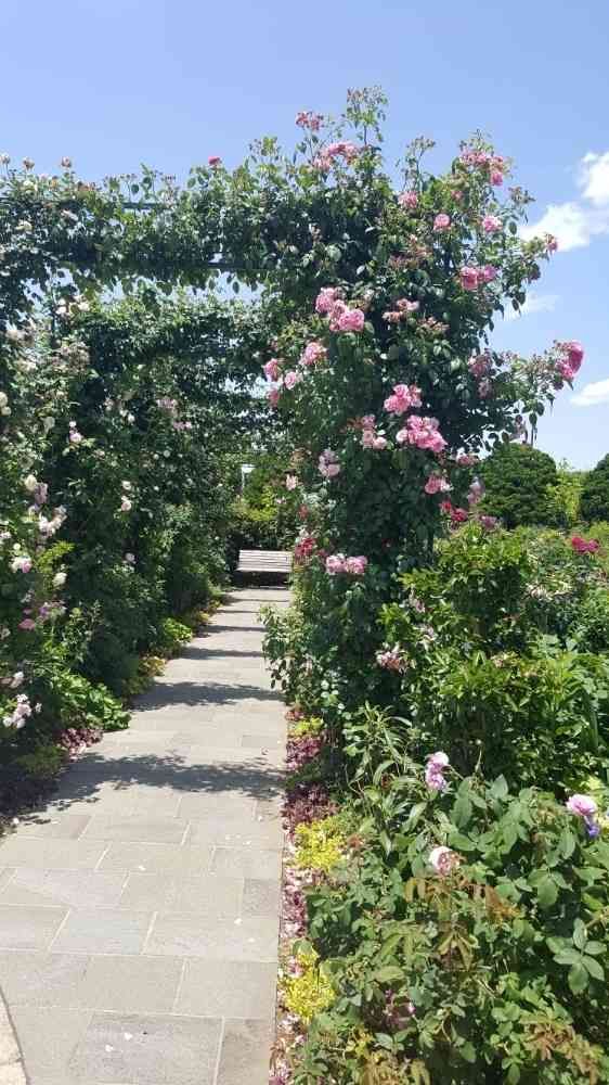 flamingo☆さんの港の見える丘公園への投稿