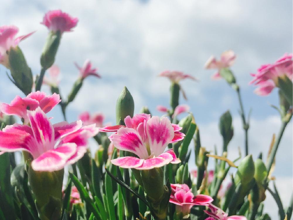 ダイアンサス ピンクキッスの投稿画像 By もす子さん ダイアンサスと放置栽培とマイコレクションと植中毒とガーデニングと花のある暮らし 2017月6月8日 Greensnap グリーンスナップ