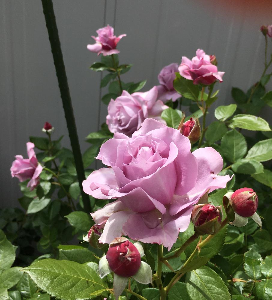 ノヴァーリスの投稿画像 By よりさん ばら バラ 薔薇とバラ 鉢植えと今日のお花と バラ コンテストとガーデニングとバラ ミニバラと咲いた 17月6月8日 Greensnap グリーンスナップ