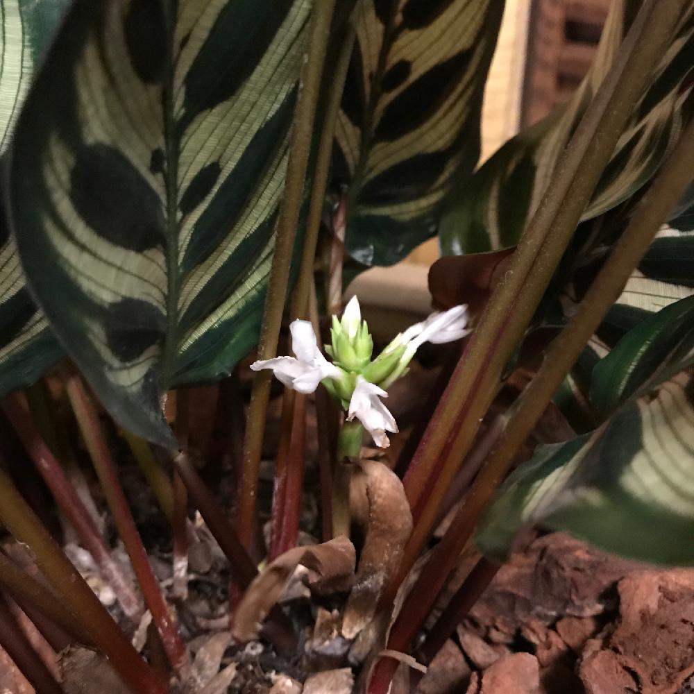 カラテアマコヤナの投稿画像 By Kumiさん カラテア マコヤナと観葉植物と可愛いと成長記録 17月6月8日 Greensnap グリーンスナップ