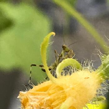 害虫 の投稿画像一覧 Greensnap グリーンスナップ