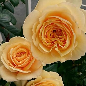 ジーンティアニーの投稿画像一覧 Greensnap グリーンスナップ