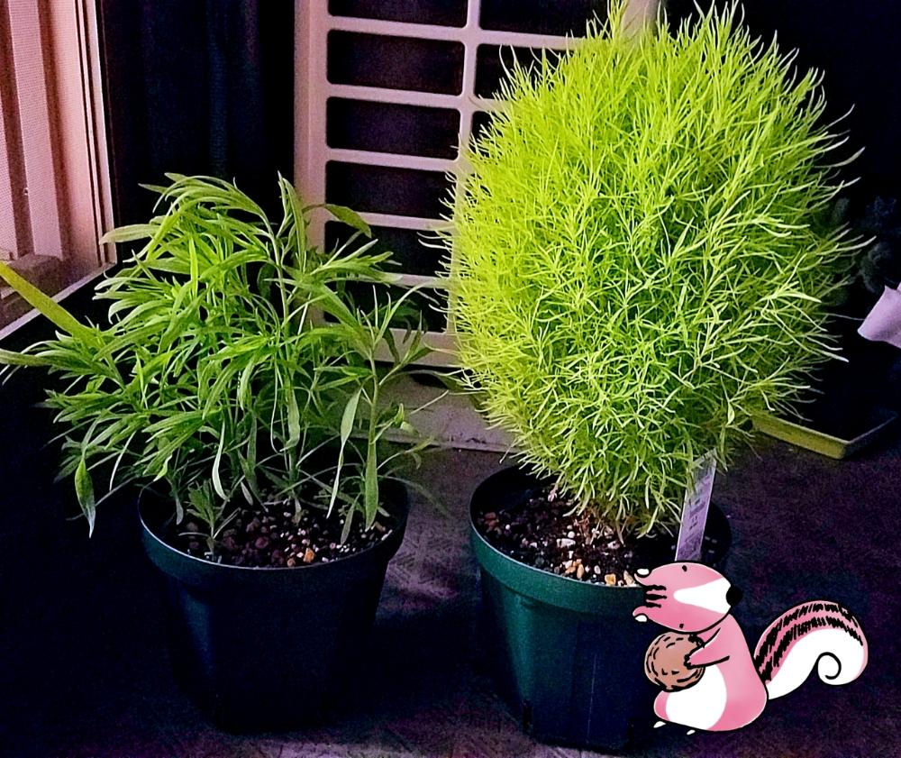 コキアの投稿画像 By モンキーパズルさん コキアと小さい苗から大きく育てる事が好きとコキア ほうき草 と種から 17月6月8日 Greensnap グリーンスナップ