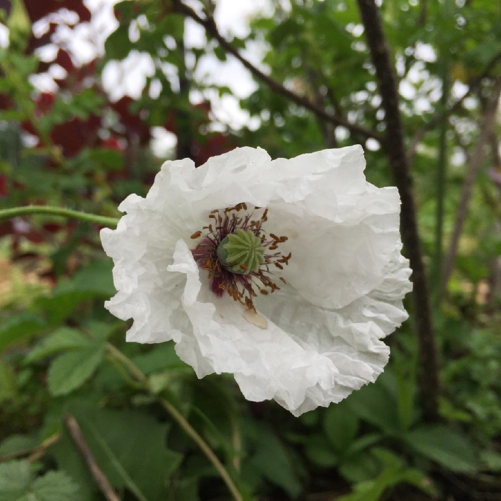 ポピーの投稿画像 By Beeさん お気に入り と高原の庭と白い花 17月6月8日 Greensnap グリーンスナップ