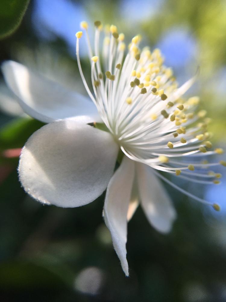 ギンバイカの投稿画像 By オキザックさん 白い花とフトモモ科とヒペリカムそっくり 17月6月8日 Greensnap グリーンスナップ