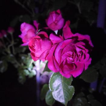 どうぞこのままの画像 by モナミさん | 広い庭とルージュ ピエール ドゥ ロンサールと薔薇に夢中とどうぞこのままと今日のお花と『バラ』コンテストと赤いバラ