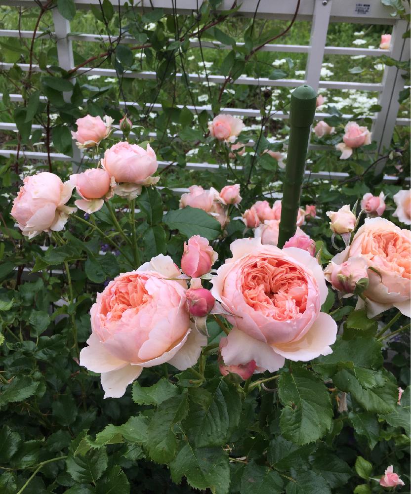 バラ 真宙 まそらの投稿画像 by よりさん｜ばら バラ 薔薇と今日のお花と『バラ』コンテストと寒冷地OKと