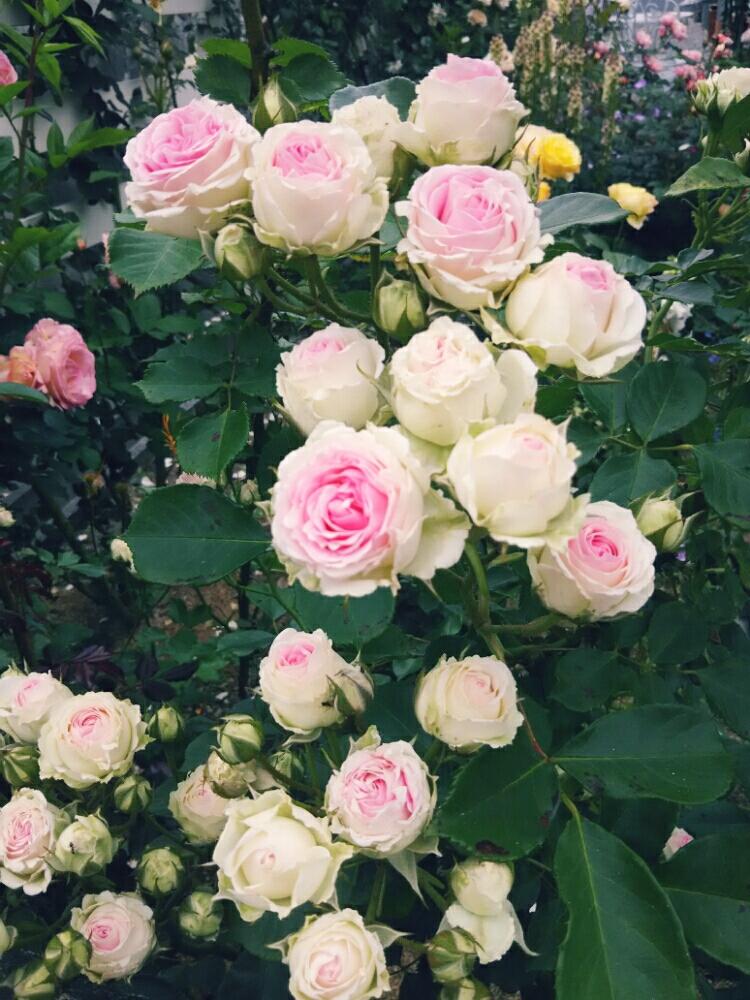 薔薇つるミミエデンの投稿画像 By ひよこさん バラの記録と薔薇の季節と庭の花とマイガーデンとバラのある暮らしとつるバラと バラ コンテストとバラ の季節とガーデニングとバラの地植えとローズガーデンと薔薇 17月6月9日 Greensnap グリーンスナップ