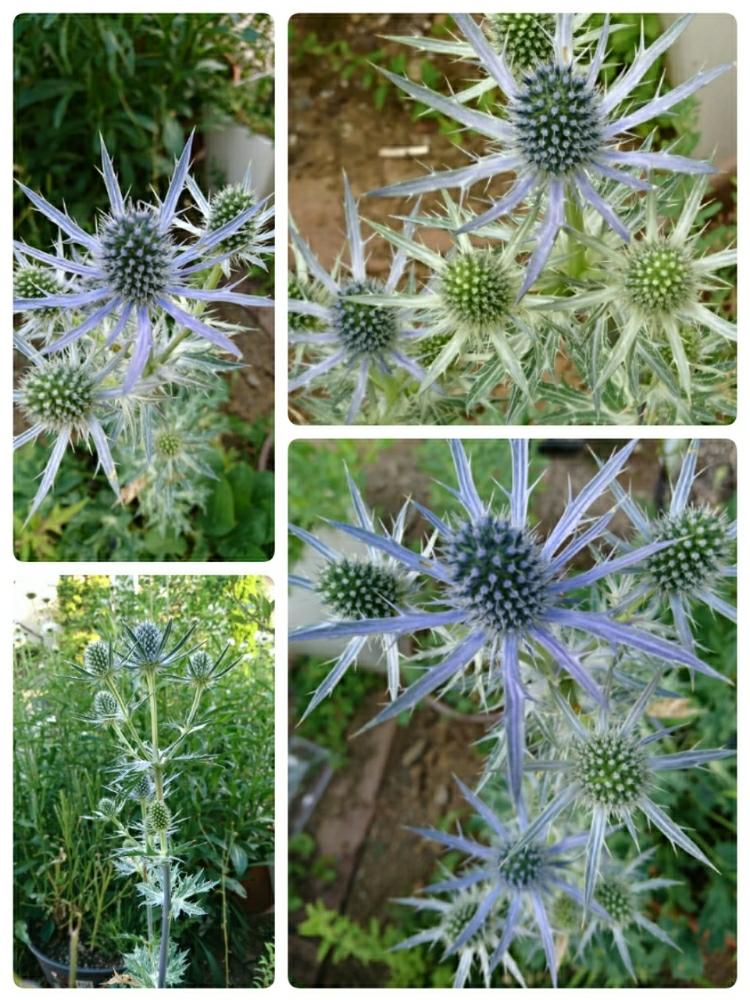 エリンジューム ビッグブルーの投稿画像 By おがゆき うさぎ さん 小さな庭とラブリー と青い花と夏の花と植中毒と初夏の訪れと育成記録とエリンジウムと エリンジュームとラブリー と青い花と夏の花と植中毒と初夏の訪れと育成記録 17月6月9日 Greensnap