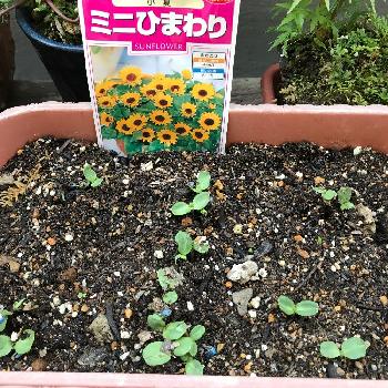 ひまわりの芽の投稿画像一覧 Greensnap グリーンスナップ