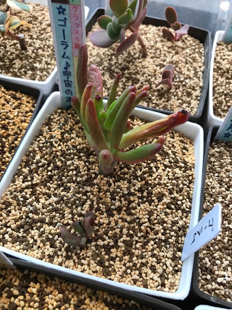 ゴーラムの投稿画像 By Reateさん 多肉中毒と多肉植物とクラッスラ属と我が家の多肉植物とチョンパと温室と葉挿し 17月6月9日 Greensnap グリーンスナップ