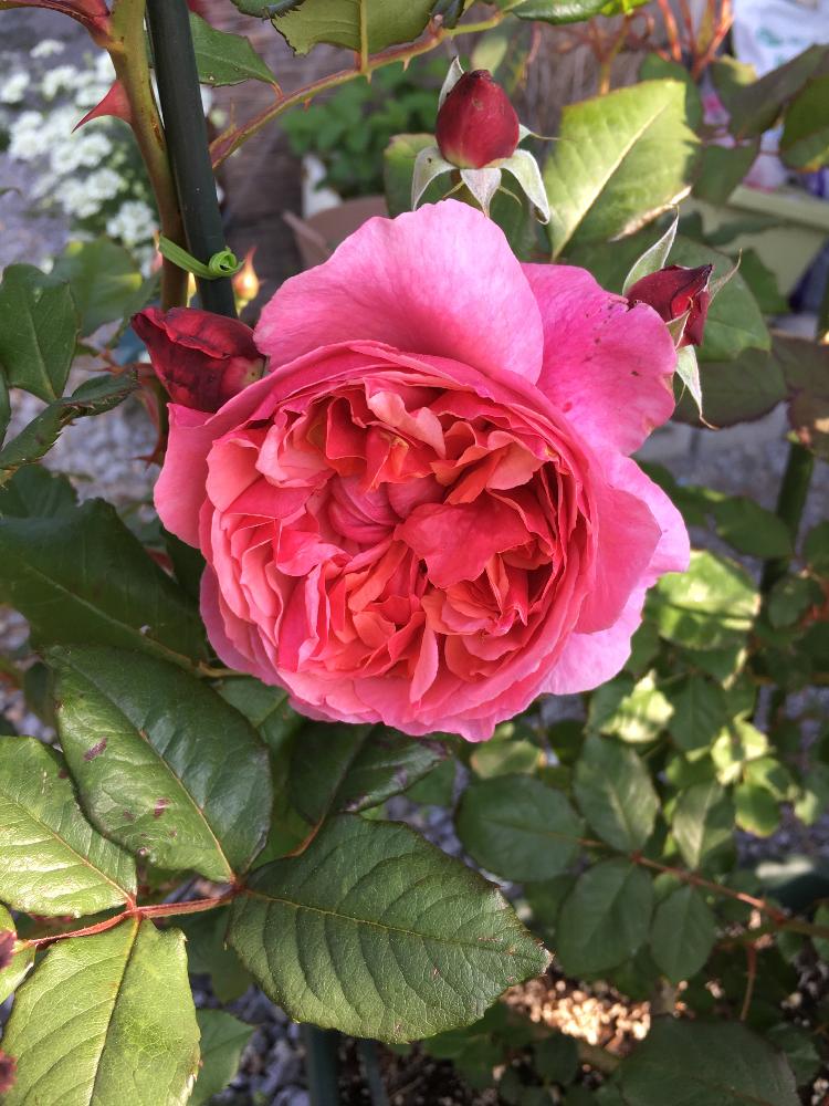 バラ ラデュレの投稿画像 By よりさん ばら バラ 薔薇とギヨーとラデュレとバラ 鉢植えと植中毒と バラ コンテストとガーデニングとバラ ミニバラ 17月6月10日 Greensnap グリーンスナップ