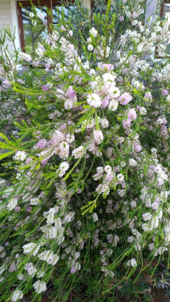オーストラリアの植物の投稿画像 By Cyokodogさん 花盛りとミツバチとオーストラリアンプランツ 17月6月10日 Greensnap グリーンスナップ