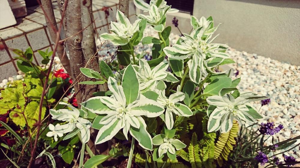 シマトネリコ の投稿画像 By ガンジュマルさん 寄せ植えと植中毒と我が家の庭とdiy 17月6月10日 Greensnap グリーンスナップ