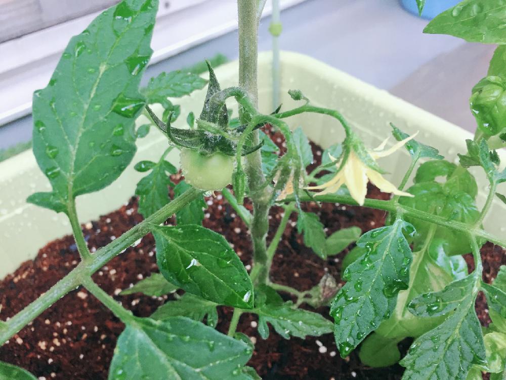 トマトの投稿画像 By のざかなさん 鉢植えと食虫植物と夏野菜とトマト栽培 17月6月10日 Greensnap グリーンスナップ