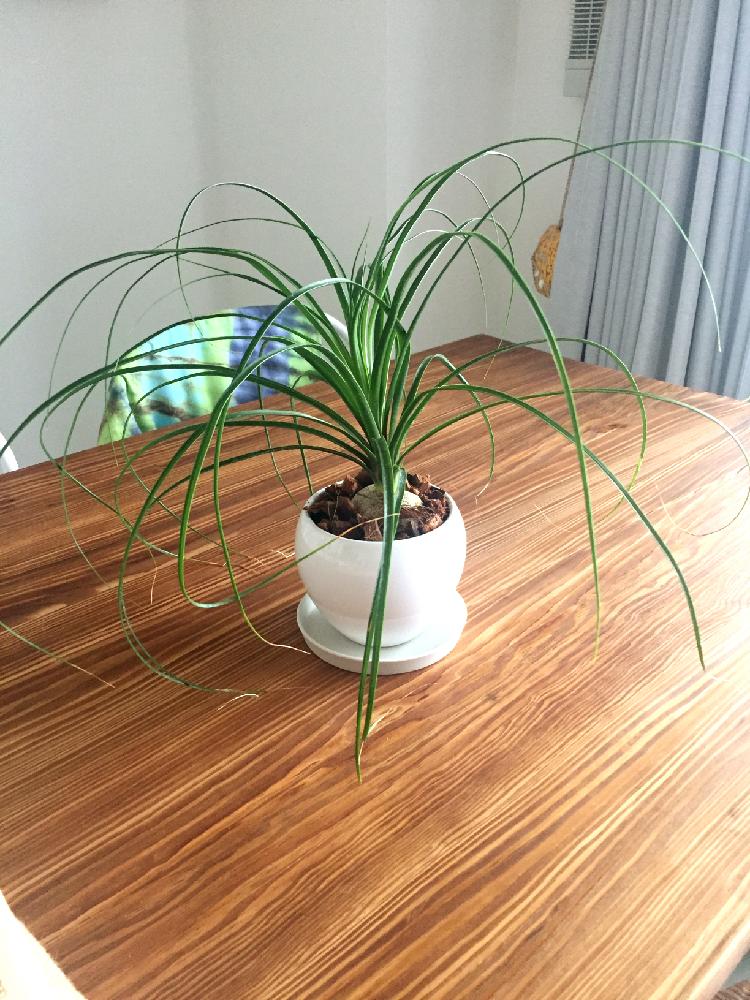 トックリランの投稿画像 By Shiiさん 見ててあきないと癒しとポニーテールと植中毒と大きくな れ とリビングとかわいいとこれから楽しみ と トックリラン ともっと大きくなってね 17月6月10日 Greensnap グリーンスナップ