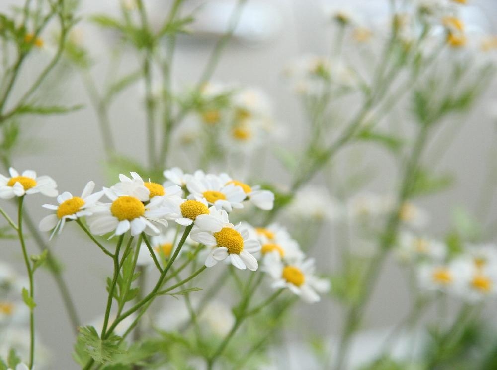 純白 の投稿画像 By よっちゃんさん 今日のお花と可愛いと白い花と小さな花と 白い花 17月6月10日 Greensnap グリーンスナップ