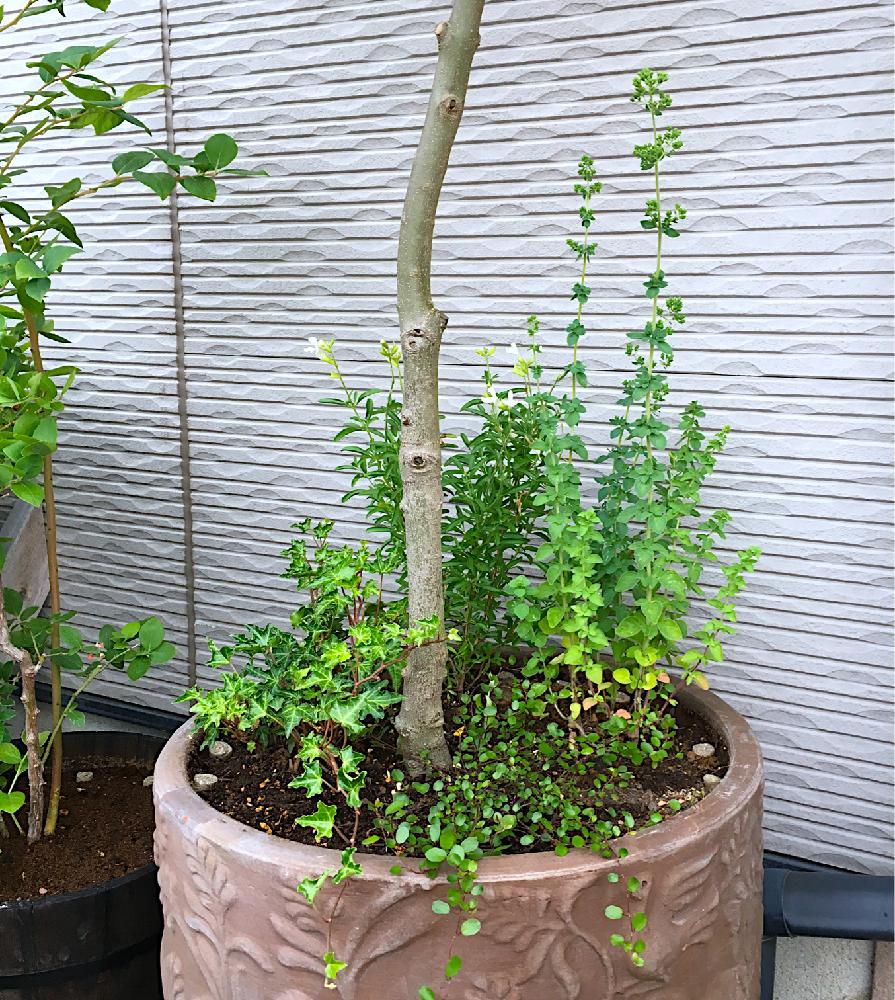 ネバディロブランコの投稿画像 By ナナさん オリーブの木 と植中毒と鉢植えとガーデニング 17月6月10日 Greensnap グリーンスナップ