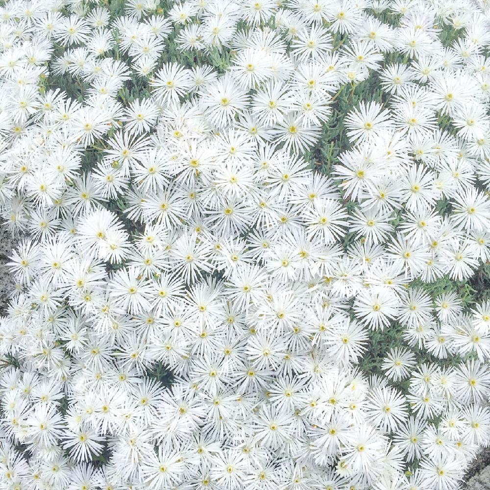 ぜいたくマツバギク 白 最高の花の画像
