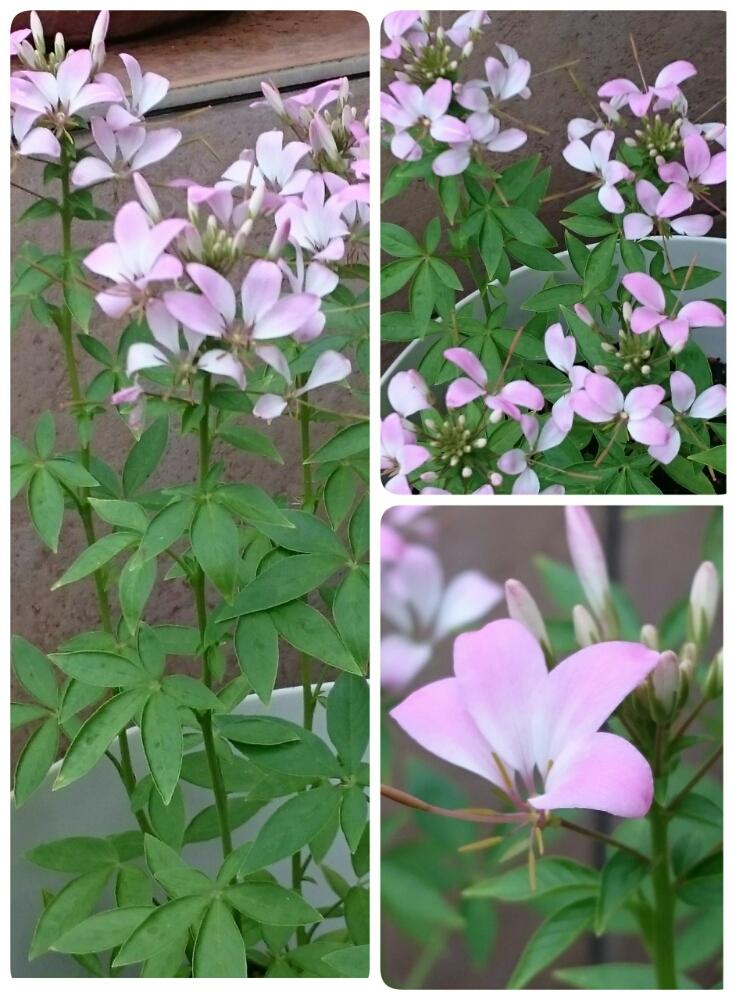 クレオメ セニョリータの投稿画像 By ニゲラさん 非耐寒性多年草とピンクの花と癒し 17月6月10日 Greensnap グリーンスナップ